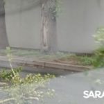 Последствия урагана в Саратове: дерево упало на два авто на Шехурдина