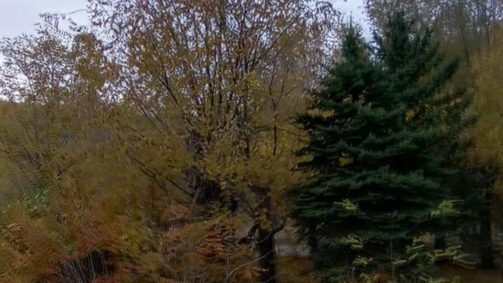В Саратовской области шестерых детей укусили гадюки за два месяца В Саратовской области шестерых детей укусили гадюки за два месяца