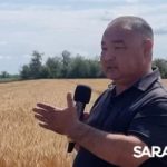 Главный герой Дня поля озимая пшеница Главный герой Дня поля озимая пшеница