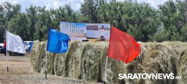 Главный герой Дня поля озимая пшеница Главный герой Дня поля озимая пшеница