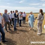 Главный герой Дня поля озимая пшеница Главный герой Дня поля озимая пшеница