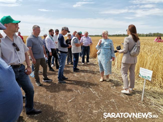 Главный герой Дня поля озимая пшеница Главный герой Дня поля озимая пшеница