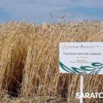 Главный герой Дня поля озимая пшеница Главный герой Дня поля озимая пшеница