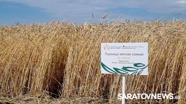 Главный герой Дня поля озимая пшеница Главный герой Дня поля озимая пшеница