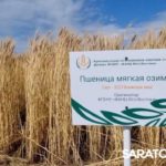Главный герой Дня поля озимая пшеница Главный герой Дня поля озимая пшеница