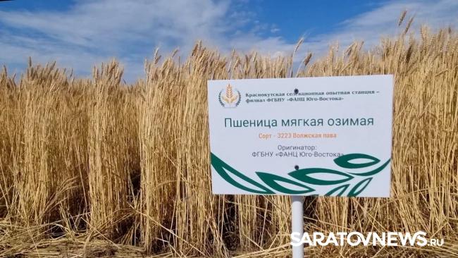 Главный герой Дня поля озимая пшеница Главный герой Дня поля озимая пшеница