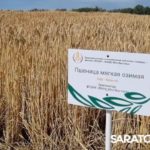 Главный герой Дня поля озимая пшеница Главный герой Дня поля озимая пшеница