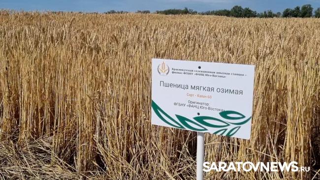 Главный герой Дня поля озимая пшеница Главный герой Дня поля озимая пшеница