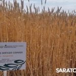 Главный герой Дня поля озимая пшеница Главный герой Дня поля озимая пшеница