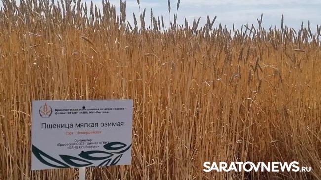 Главный герой Дня поля озимая пшеница Главный герой Дня поля озимая пшеница