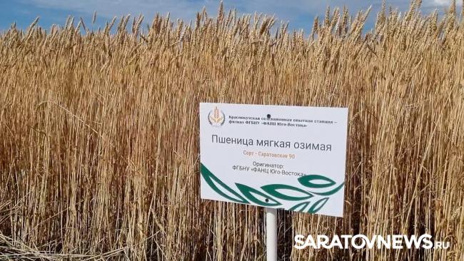 Главный герой Дня поля озимая пшеница Главный герой Дня поля озимая пшеница