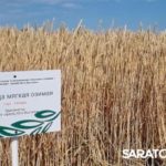 Главный герой Дня поля озимая пшеница Главный герой Дня поля озимая пшеница