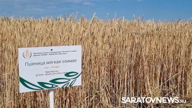 Главный герой Дня поля озимая пшеница Главный герой Дня поля озимая пшеница