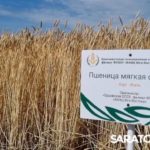 Главный герой Дня поля озимая пшеница Главный герой Дня поля озимая пшеница