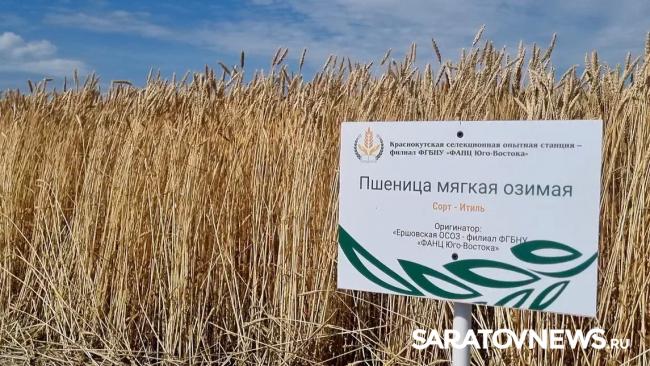 Главный герой Дня поля озимая пшеница Главный герой Дня поля озимая пшеница