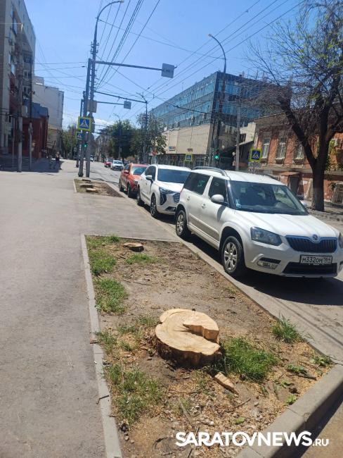 Пеньки в городе: в Саратове срубили несколько деревьев на улице Чернышевского Пеньки в городе: в Саратове срубили несколько деревьев на улице Чернышевского
