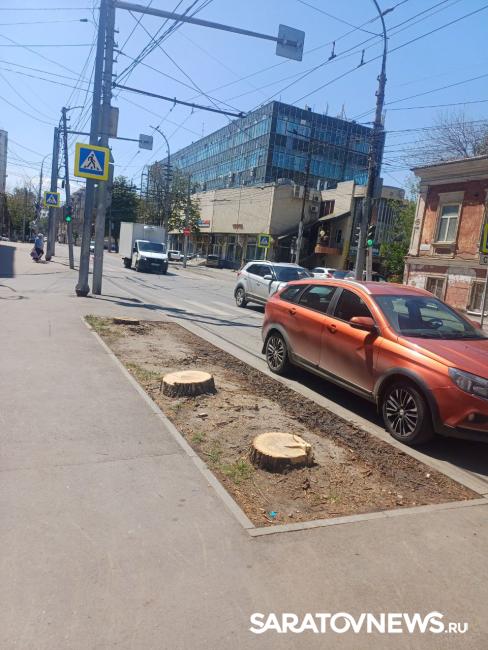 Пеньки в городе: в Саратове срубили несколько деревьев на улице Чернышевского Пеньки в городе: в Саратове срубили несколько деревьев на улице Чернышевского