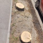 Пеньки в городе: в Саратове срубили несколько деревьев на улице Чернышевского Пеньки в городе: в Саратове срубили несколько деревьев на улице Чернышевского