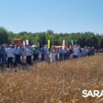 Сорта ФАНЦ Юго-Востока лидируют Сорта ФАНЦ Юго-Востока лидируют