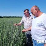 Сорта ФАНЦ Юго-Востока лидируют Сорта ФАНЦ Юго-Востока лидируют