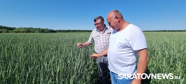 Сорта ФАНЦ Юго-Востока лидируют Сорта ФАНЦ Юго-Востока лидируют
