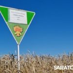Сорта ФАНЦ Юго-Востока лидируют Сорта ФАНЦ Юго-Востока лидируют