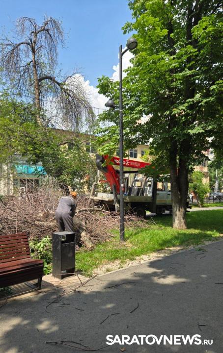 На бульваре Рахова в Саратове спиливают деревья — горожане снова возмущены На бульваре Рахова в Саратове спиливают деревья — горожане снова возмущены