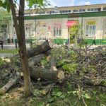 На бульваре Рахова в Саратове спиливают деревья — горожане снова возмущены На бульваре Рахова в Саратове спиливают деревья — горожане снова возмущены