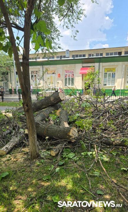 На бульваре Рахова в Саратове спиливают деревья — горожане снова возмущены На бульваре Рахова в Саратове спиливают деревья — горожане снова возмущены