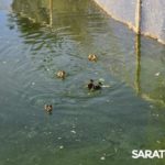 В Городском парке Саратова произошла экологическая катастрофа В Городском парке Саратова произошла экологическая катастрофа