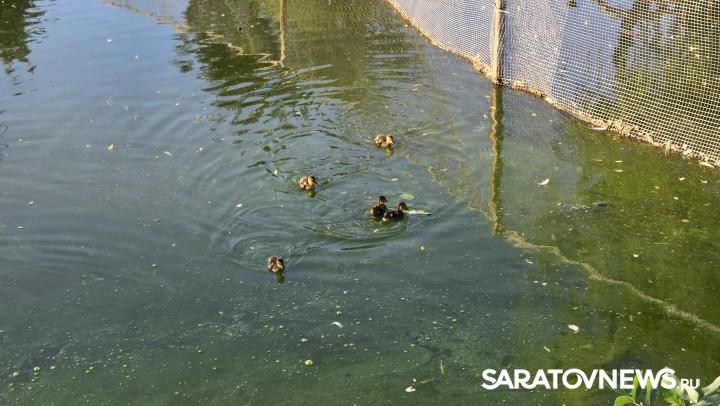 В Городском парке Саратова произошла экологическая катастрофа