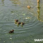 В Городском парке Саратова произошла экологическая катастрофа В Городском парке Саратова произошла экологическая катастрофа