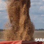 В ЗАКРОМАХ ЗЕРНО НОВОГО УРОЖАЯ