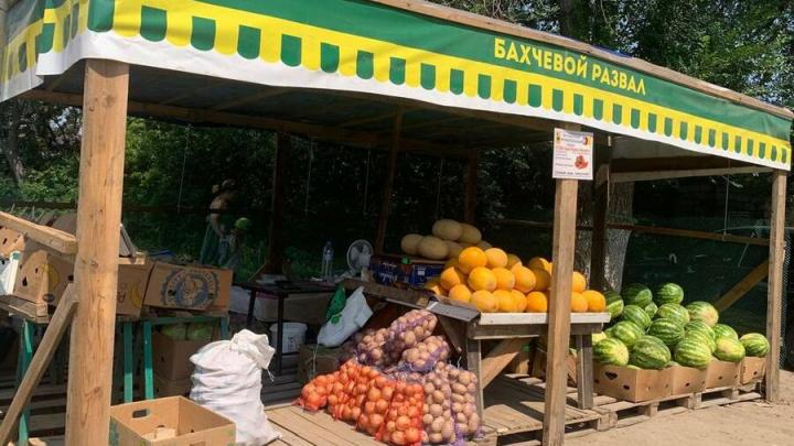 Жителей Энгельса приглашают приобрести арбузы с дынями Жителей Энгельса приглашают приобрести арбузы с дынями