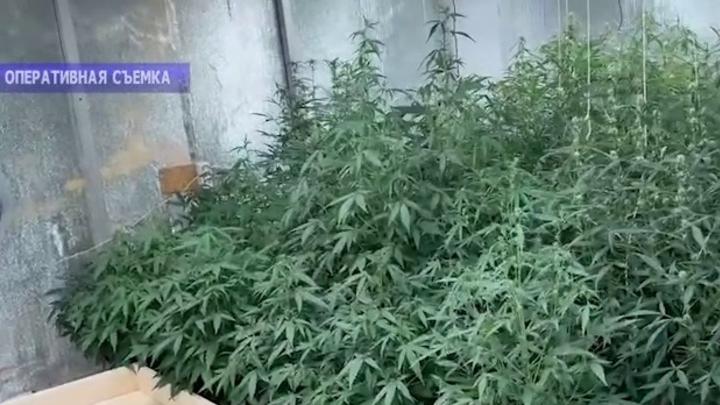 В Саратове председатель кооператива выращивал коноплю в гаражах В Саратове председатель кооператива выращивал коноплю в гаражах
