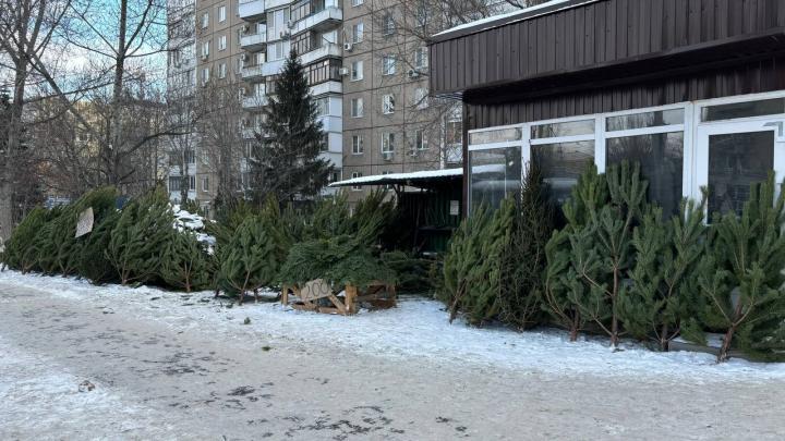 В Энгельсе раскрыто необычное преступление: мужчина похитил саженец сосны за 30 тысяч рублей В Энгельсе раскрыто необычное преступление: мужчина похитил саженец сосны за 30 тысяч рублей