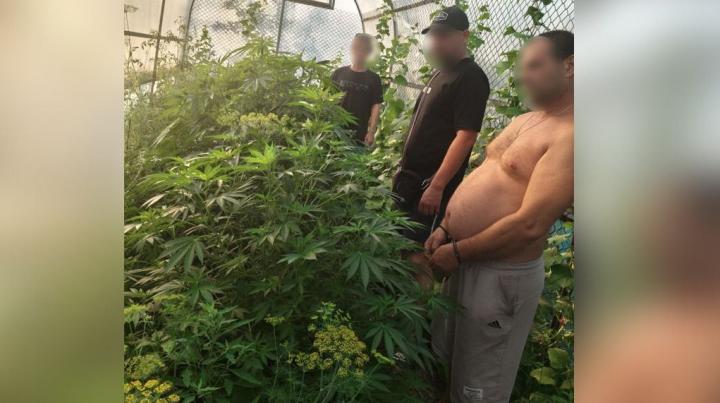 Саратовец вырастил 20 кустов конопли в теплице с огурцами: возбуждено два уголовных дела Саратовец вырастил 20 кустов конопли в теплице с огурцами: возбуждено два уголовных дела