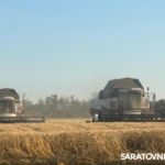 В Самойловском районе собрано 100 тысяч тонн зерна В Самойловском районе собрано 100 тысяч тонн зерна