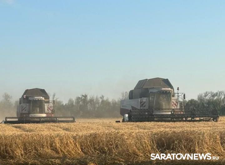 В Самойловском районе собрано 100 тысяч тонн зерна В Самойловском районе собрано 100 тысяч тонн зерна