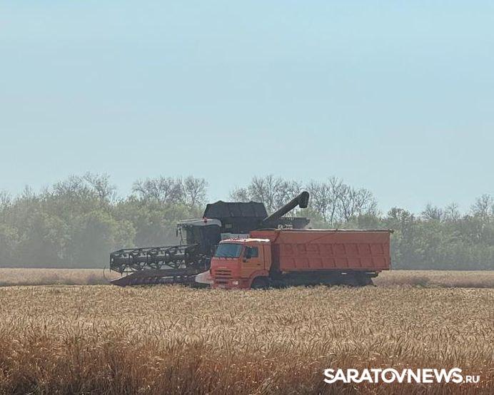 В Самойловском районе собрано 100 тысяч тонн зерна В Самойловском районе собрано 100 тысяч тонн зерна