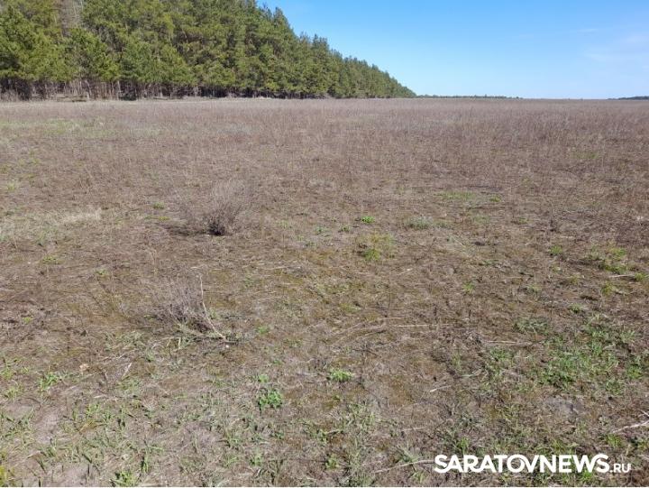 В Саратовской области продолжается очистка сельхозугодий от сорняков В Саратовской области продолжается очистка сельхозугодий от сорняков