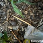 Саратовец устроил склад с гашишем у себя в доме Саратовец устроил склад с гашишем у себя в доме