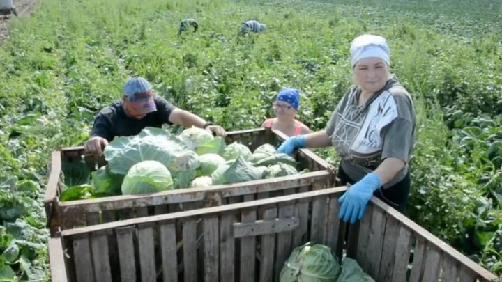 В Энгельсском районе собрали 7 тысяч тонн овощей В Энгельсском районе собрали 7 тысяч тонн овощей