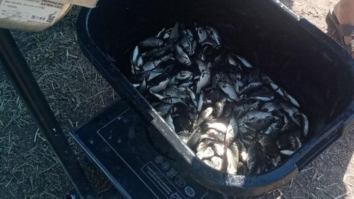 В Волгоградское водохранилище выпустили свыше 300 тысяч молоди сазана В Волгоградское водохранилище выпустили свыше 300 тысяч молоди сазана