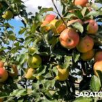 Агрополигон Мусаиба Агаларова Агрополигон Мусаиба Агаларова