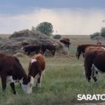 Селекция и производство вместе эффективнее Селекция и производство вместе эффективнее