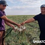Селекция и производство вместе эффективнее Селекция и производство вместе эффективнее