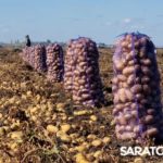 Луковое раздолье в КФХ Иосифа Шегай Луковое раздолье в КФХ Иосифа Шегай