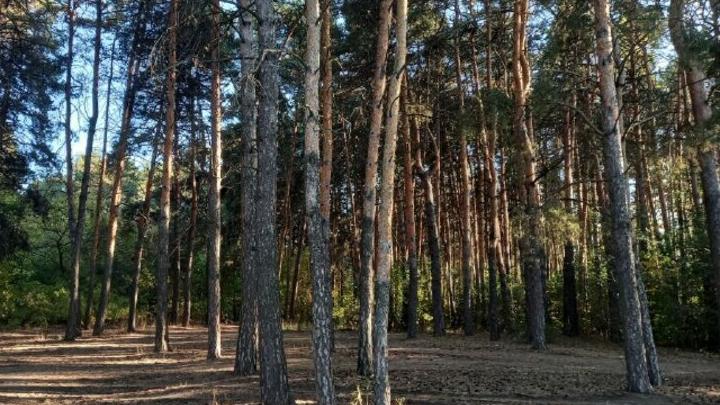 Житель Аркадака хотел убить юношу в парке из-за семечек Житель Аркадака хотел убить юношу в парке из-за семечек