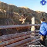 Ветеринары вылечили и выпустили на волю раненого степного орла в Алгае
